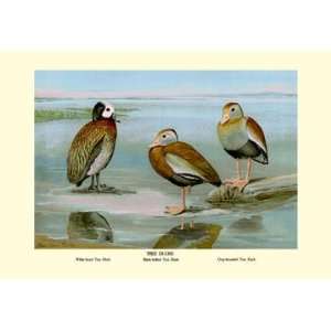 White faced Black bellied and Gray breasted Tree Ducks 28x42 Giclee on 