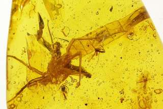 Mayfly exuvio fossil insect inclusion in Baltic amber  
