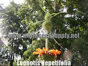 15 FRESH SEEDS Leonotis Nepetifolia Wild / KLIP DAGGA  