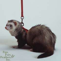 Marshall Pet Ferret Harness/Lead Set Red  