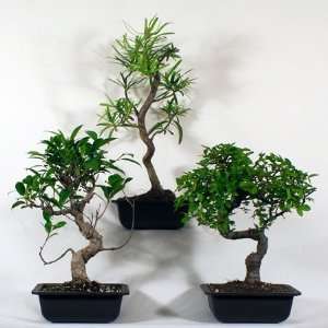    Bonsai Tree o with Ficus & Yew and Elm: Patio, Lawn & Garden