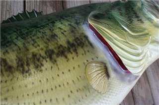 NEW! World Record 22 lb + Largemouth BASS Fish Mount  
