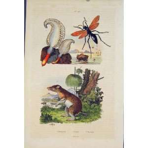  Pennatule Pepsis Peramele Fly Beetle Animal Old Print 