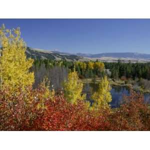  Aspen Trees and Black Hawthorn, Grand Teton National Park, Wyoming 