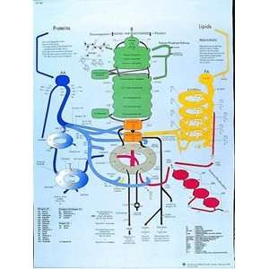 Human Metabolic Pathways 20 x 26 in.   Paper version  