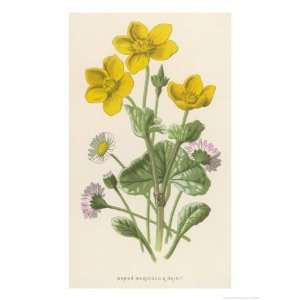  Marsh Marigold Depicted with Bellis Perennis, Common Daisy 