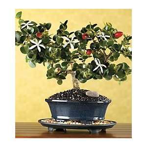 Fragrant Natal Plum Bonsai Grocery & Gourmet Food