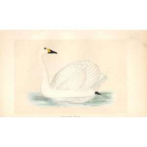    British Birds 1St Ed Morris 1851 BewickS Swan 261