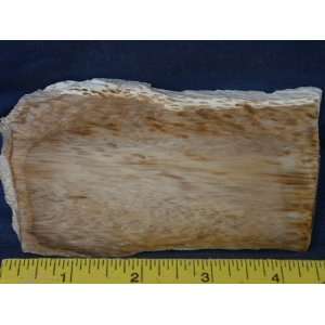   Very Rare Louisiana Petrified Palm Wood Slab, 7.24.47: Everything Else