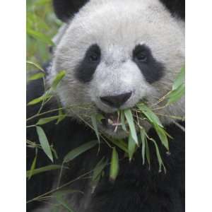  China, Sichuan Province, Wolong, Giant Panda Eating Bamboo 