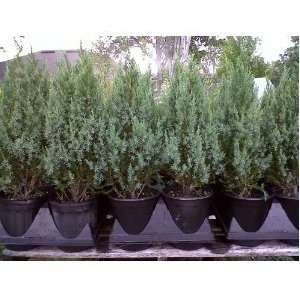  Juniper Blue Point ~Great Natural Hedge~ Lot of 6 One 