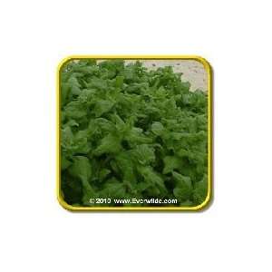   New Zealand   Spinach Seeds   Jumbo Seed Packet (100) Patio, Lawn