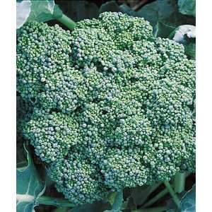  Broccoli, Green Sprouting Calabrese 1 Pkt.(300 Seeds 