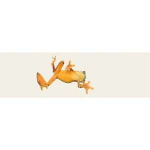  Vantage Point Concepts Window Graphic   Splendid Leaf Frog 