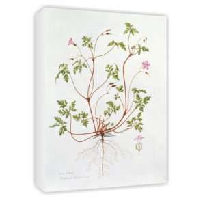 Herb Robert (w/c on paper) by Diana Everett   Canvas   Medium 