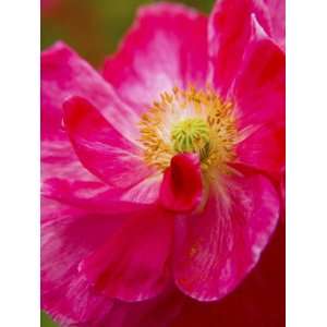  Shirley Poppy in Full Bloom, Willamette Valley, Oregon 