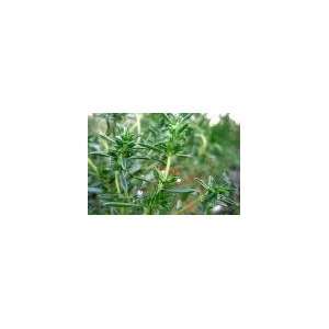  Todds Seeds   Herb   Summer Savory Herb Seed, Sold by the 