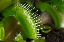 PLANT EATS INSECTS*** VENUS FLY TRAP , GROVING KIT + POT SEEDS 