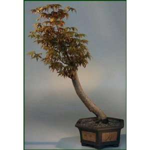 Japanese Maple Bonsai Tree.(acer palmatum):  Grocery 