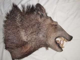 Vintage Javalina Pig Wild Boar Mount Taxidermy  