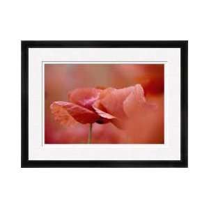  Red Poppies Bugyi Hungary Framed Giclee Print: Home 