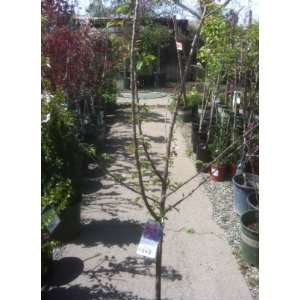  Okame Flowering Cherry Tree, Five Gallon Container: Patio 