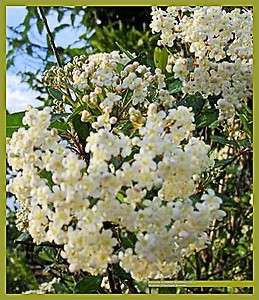 Walters Viburnum Shrub Hedge Tree White Flowers Spring Bloom Florida 