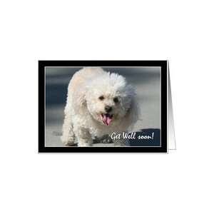  Get Well Soon Bichon Frise dog Card Health & Personal 