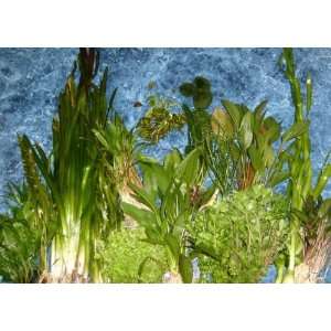  WaterScapes AQ10 Plant Package 10 gallon