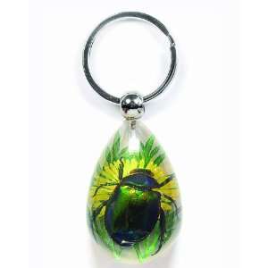 Real Insect & Flower Key chain Rutelian Beetle