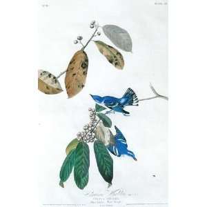   paintings   John James Audubon   24 x 38 inches   Cerulean Warblers