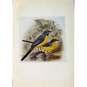  Birds Of Britain By Dresser C1907 Grey Wagtail Color: Home 