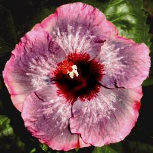  Sparkling Water Hibiscus Flower Seeds Patio, Lawn 