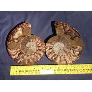  Cut in half and polished Ammonite Fossil (Madagascar) , 0 
