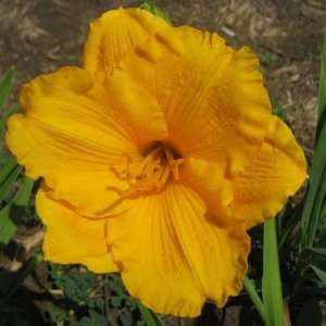  5 Fans of Siloam Nugget Daylilies Patio, Lawn & Garden