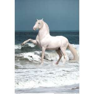    (27x39) Laminated Andalusian Stallion Horse Poster