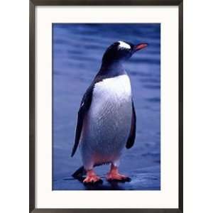  Gentoo Penguin, Antarctica Animals Framed Photographic 