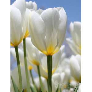  Purissima Tulip Value Bag   14 bulbs Patio, Lawn & Garden