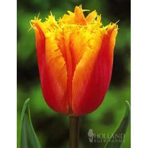  Lambada Fringed Tulip   10 bulbs Patio, Lawn & Garden
