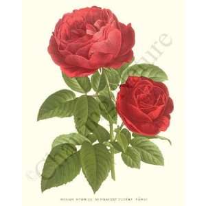  Botanical Red Rose Print Eugene Furst   Rosier hybride 