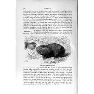  GREAT MOLE RAT RODENT NATURAL HISTORY 1894 95 PRINT