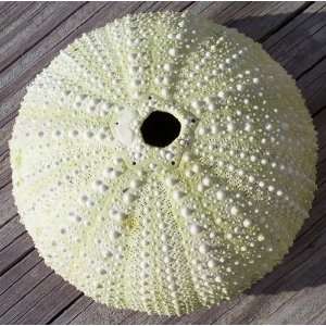  Green Sea Urchin  New England Sea Shell: Everything Else