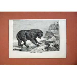  Erebus Terror 1873 Dogs Falling Ice River Winter Art: Home 