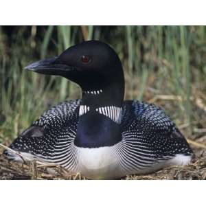 Common Loon on its Nest, Gavia Immer, North America Photographic 