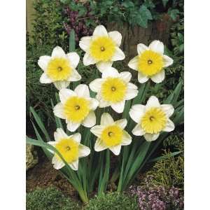 12 Large Ice Follies Daffodil Flower Bulbs  Grocery 