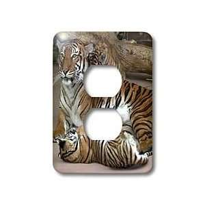 Beverly Turner Photography   Mother Tiger with Cubs   Light Switch 