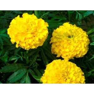  Smiles Marigold Seed Pack Patio, Lawn & Garden