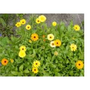  Calendula Flower Seeds   1,150 Seeds in Each Packet with Free 