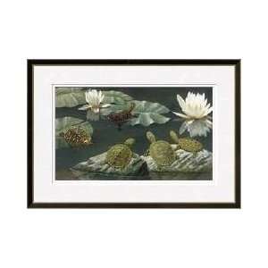  Turtles Perch On Rocks And Water Lily Pads Framed Giclee 