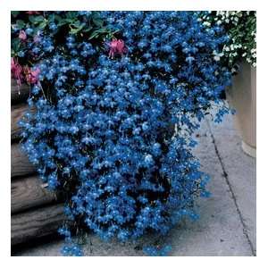  Lobelia Fountain   Blue Nice Garden Flower 400 Seeds 